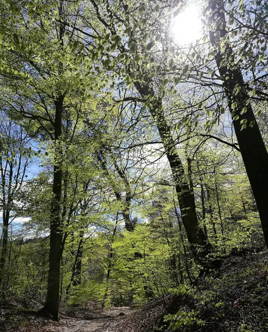 Gamle bøgetræer i Velling Skov