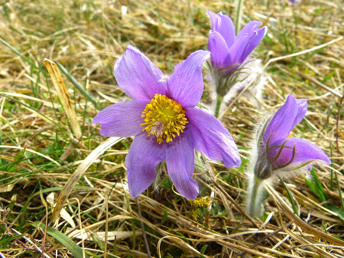 Ulovligt at grave planter op: Alligevel er flere sjældne planter stjålet