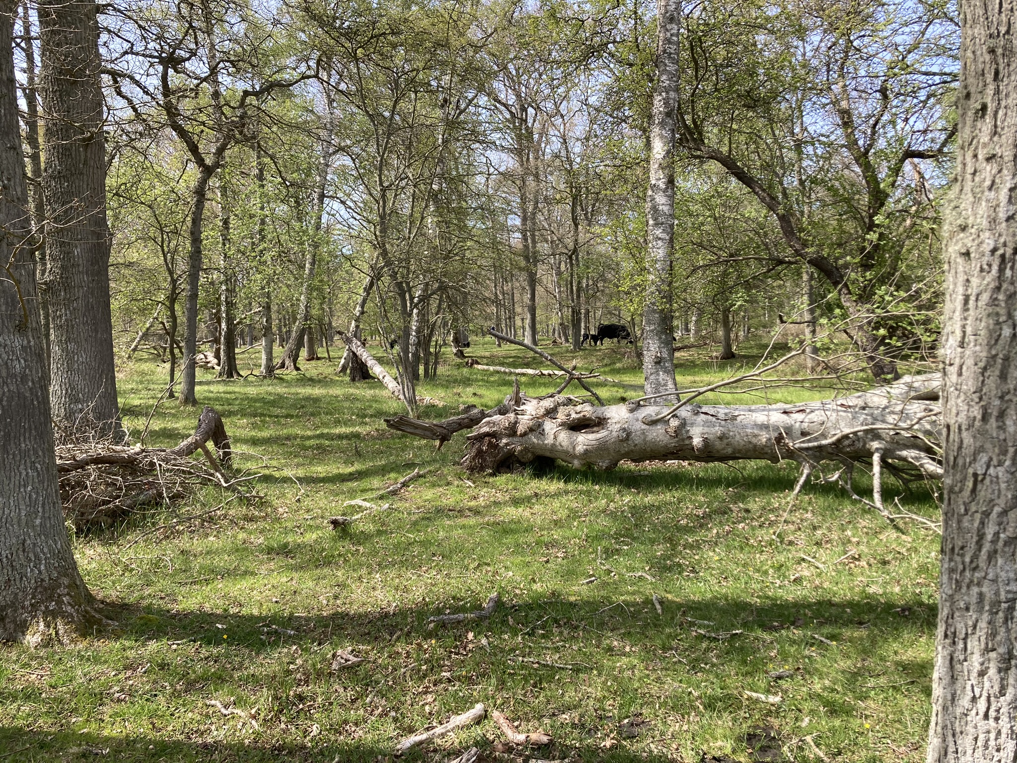 Grøn Trepart sikrer mere skov