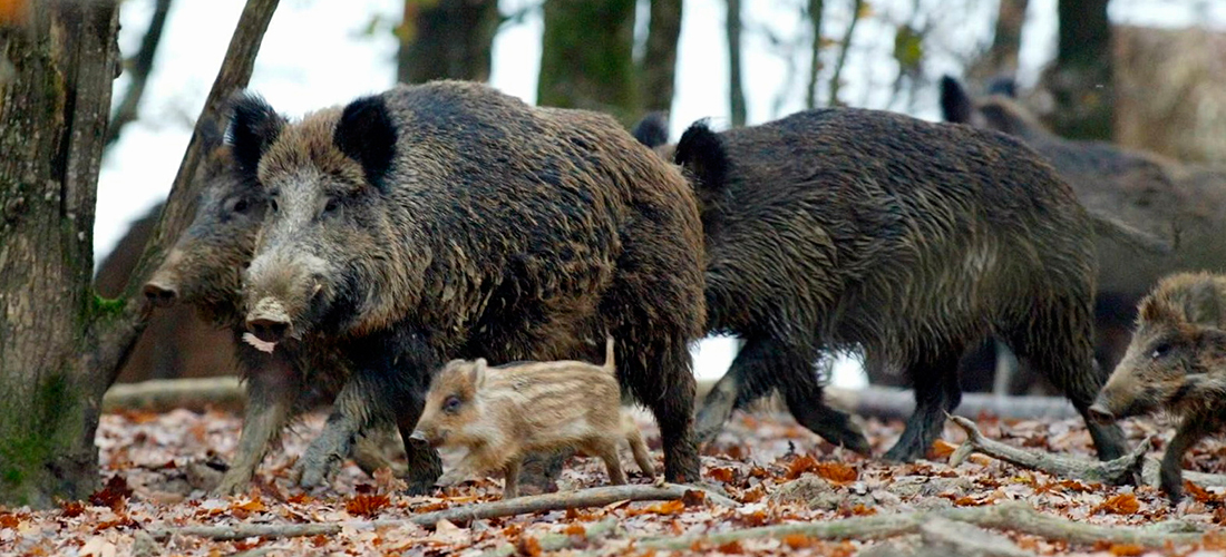 Oplev vildsvin