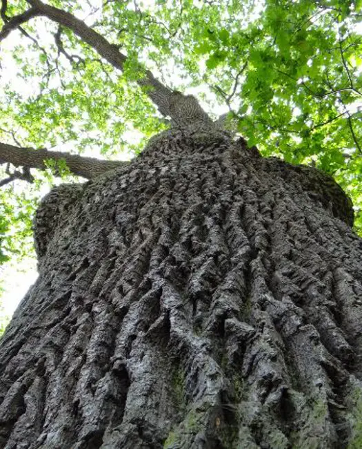 2. Lad gamle træer stå