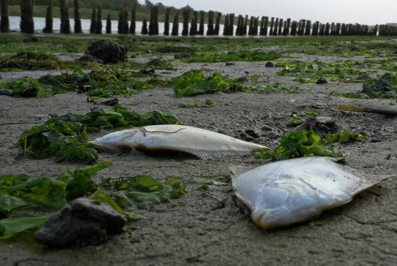 Nye beregninger: Kvælstofopgaven er større end forventet