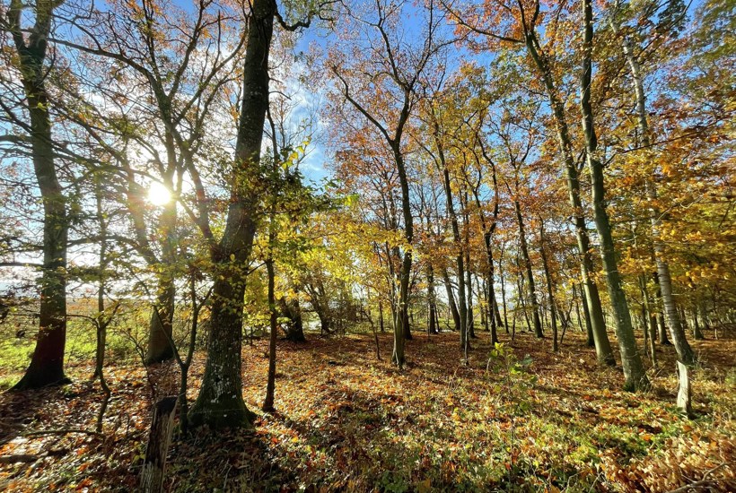 Ny klimarapport: Mere natur og mindre landbrug er vejen til ambitiøst 2035-mål