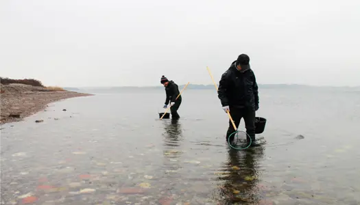 Find dine egne lækre østers