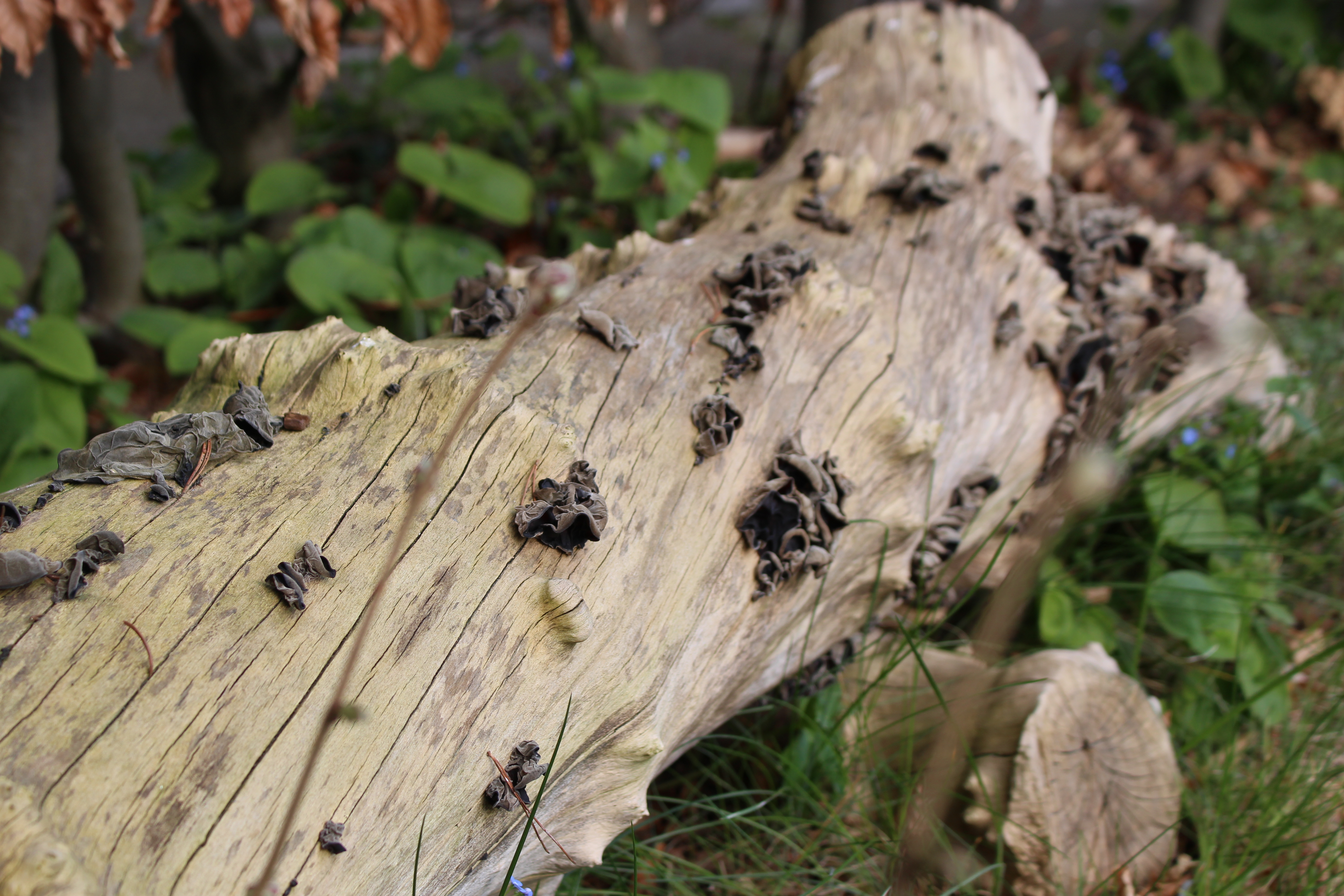 Per Gundersen have traestamme svampe doedt ved