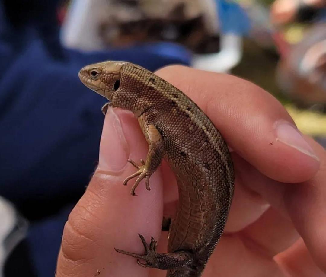 krible krable firben.jpg