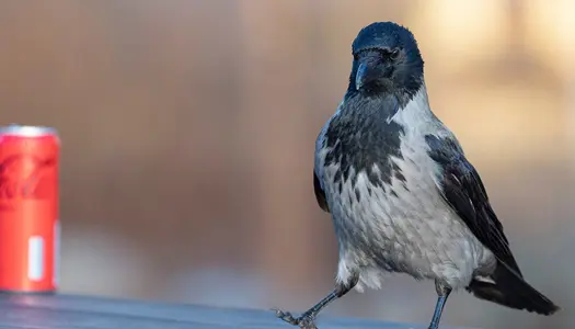 Fantastiske skabninger: Klog som en krage
