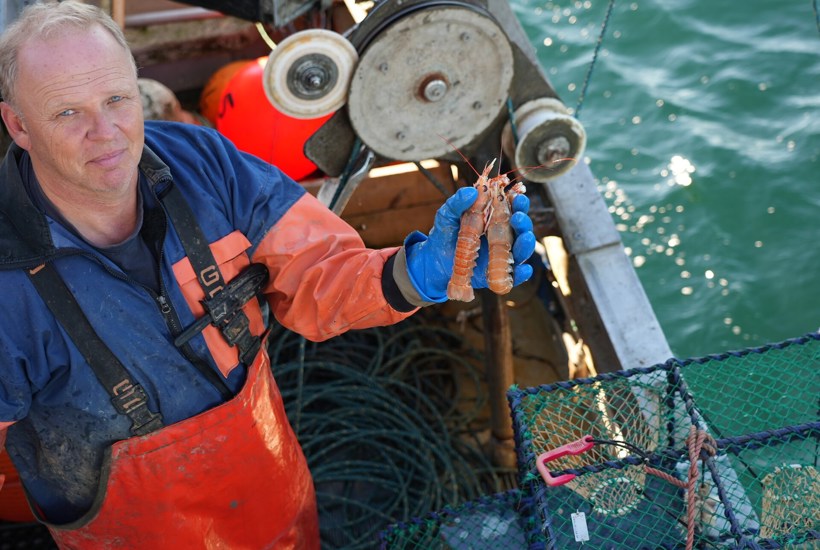 Danske restauranter må til Sverige efter skånsomt fanget jomfruhummer