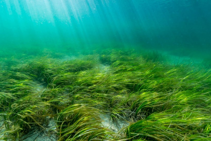 Ny aftale: Nu forbydes trawlfiskeri i store havområder
