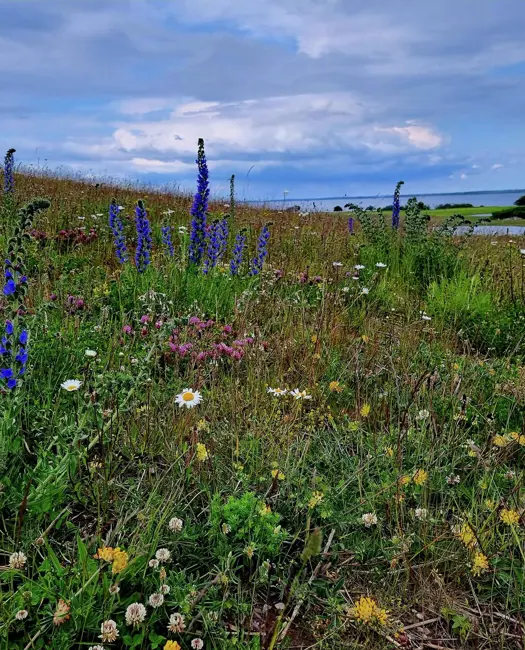 Få vores medlemsmagasin