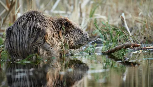 Fantastiske skabninger: Ingeniøren, der genopbygger den danske natur