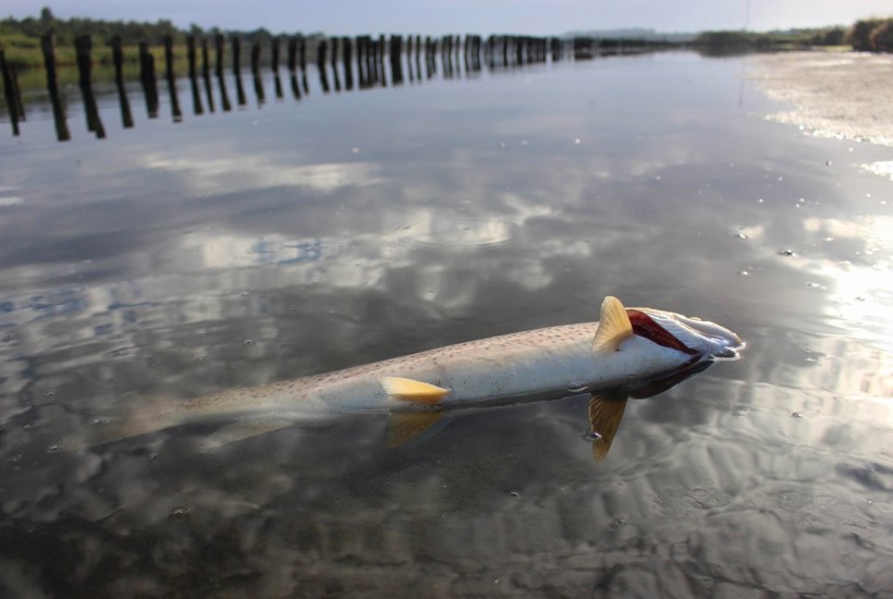 Katastrofalt: Værste iltsvind i 22 år 