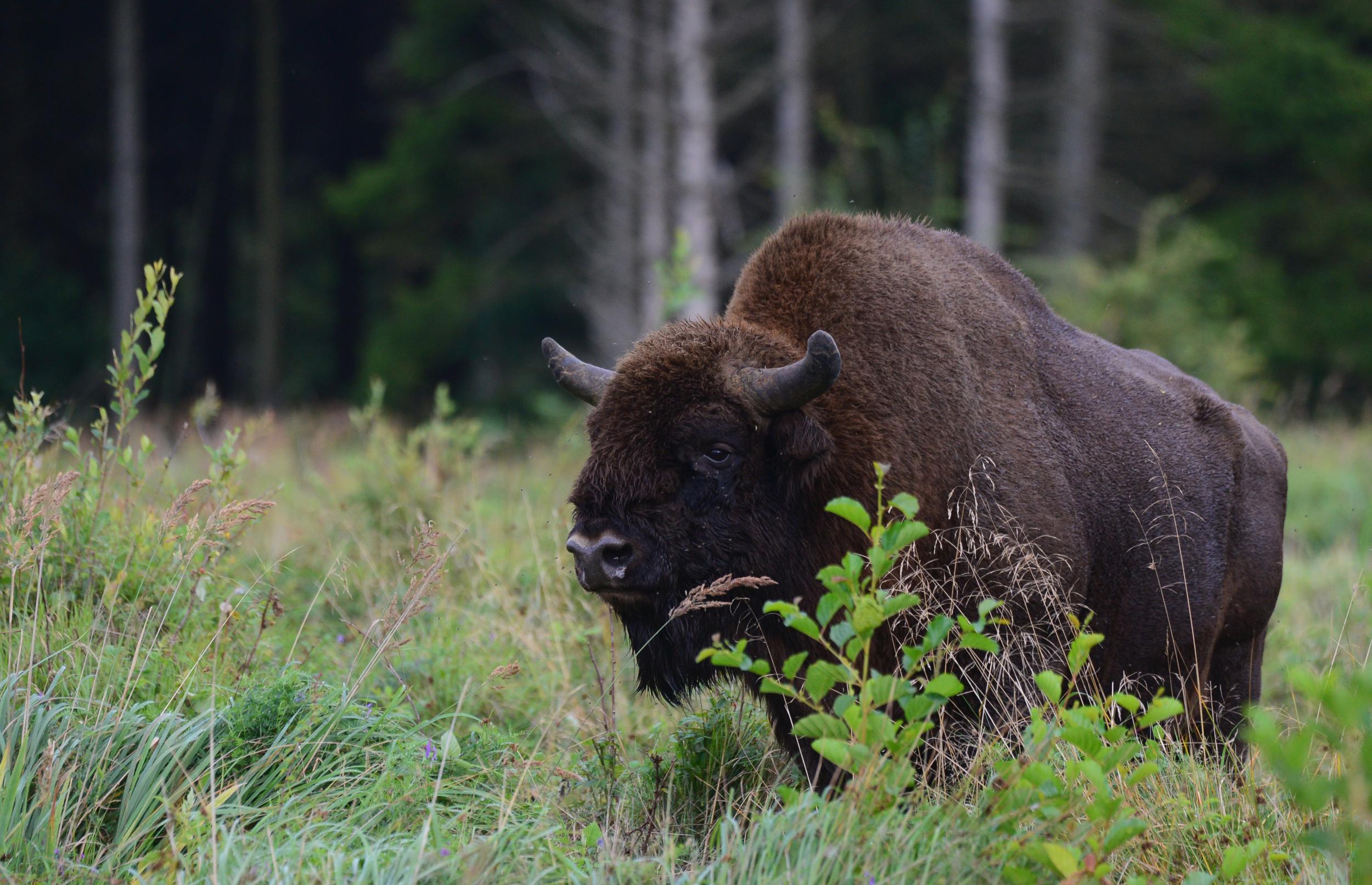 Bisonokser flytter ind i kendt dansk naturområde
