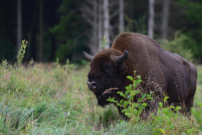 Bisonokser flytter ind i kendt dansk naturområde