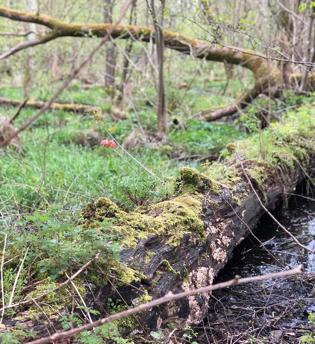 En værdsat skov midt i Odense