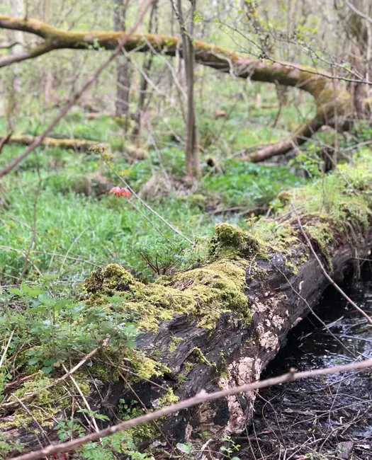 En værdsat skov midt i Odense