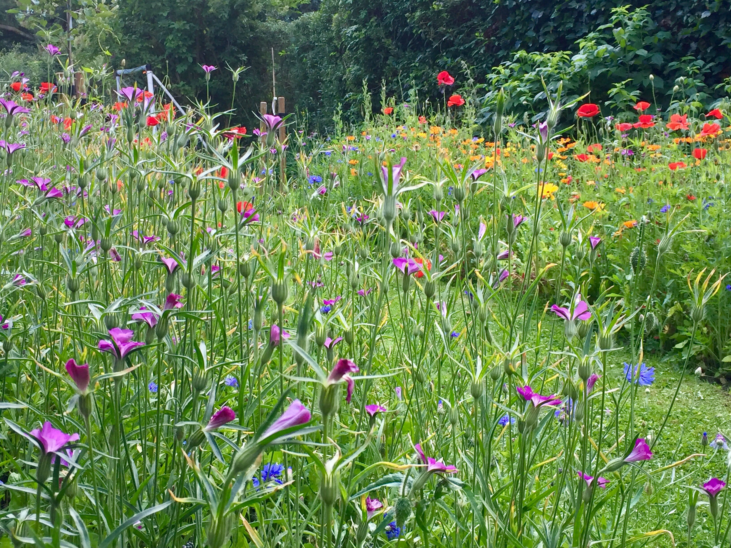 blomster i haven | får du blomstereng - Danmarks Naturfredningsforening