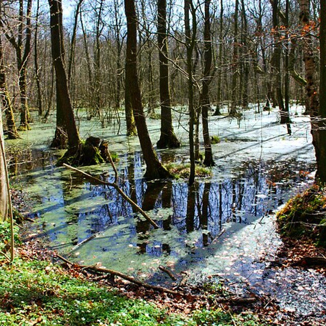 Mange forskellige dyr i Bolderslev Skov