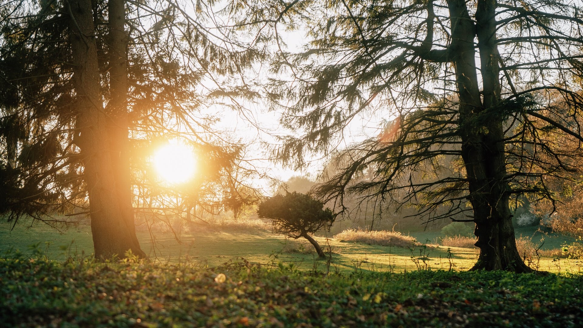 5 skønne dyr og planter du kan opleve i naturen netop nu