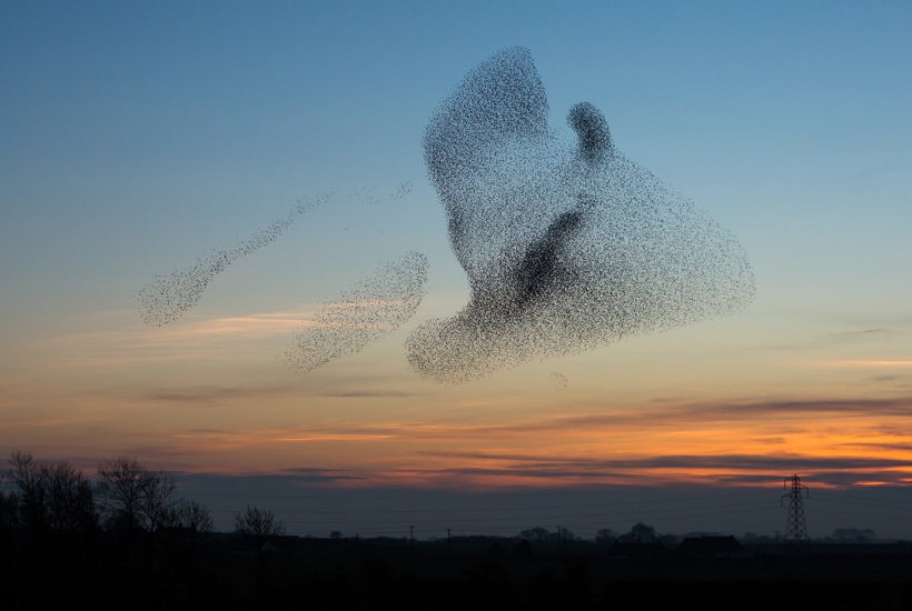 Oplev stærene lave sort sol