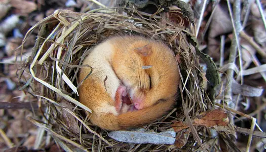 Naturen har brug for din hjælp