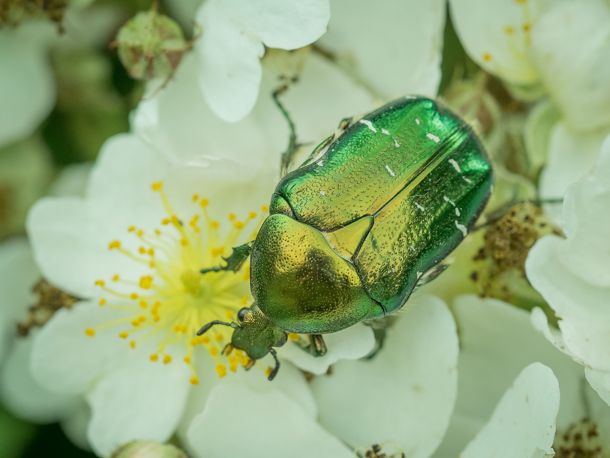 Grøn guldbasse på jagt efter dine blomster 
