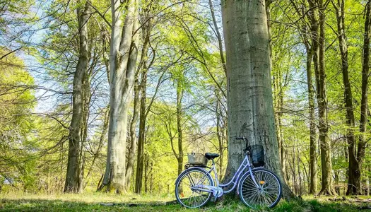 Vidunderlig skov: Dyrehaven