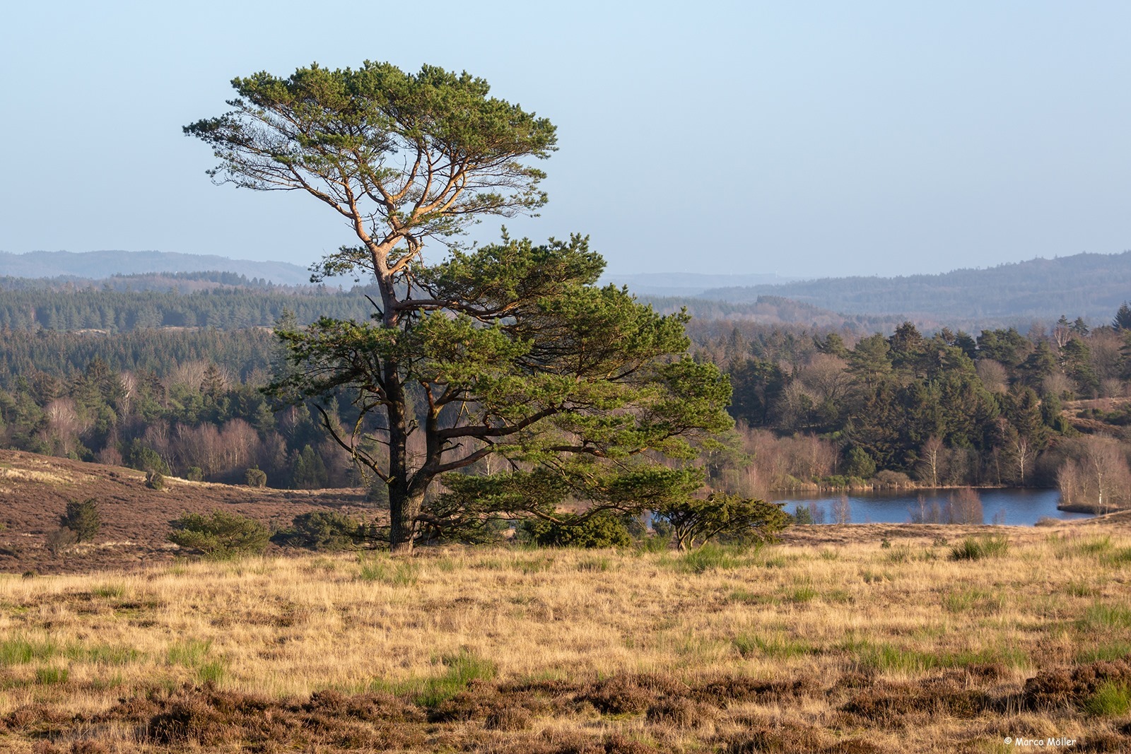10. Den danske savanne på Vrads Sande