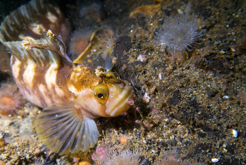 Folk kommer langvejs fra for at dykke her: Se de vilde billeder fra Danmark