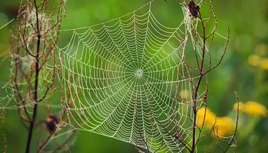 Fantastiske skabninger: Edderkoppens fine spind