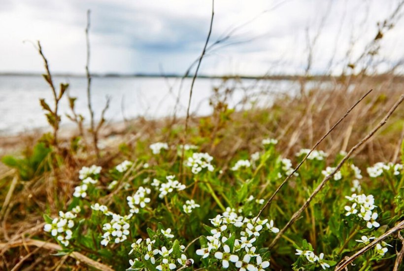 4 gode ting at sanke, når frosten kommer
