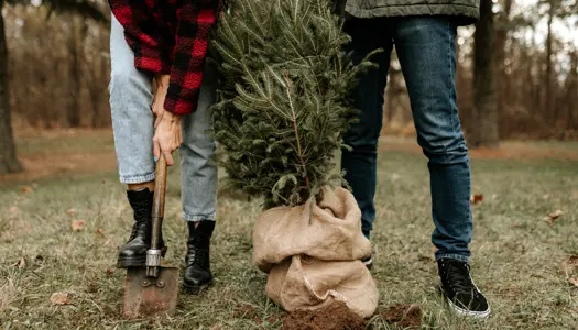 2. Plant træet ud i haven