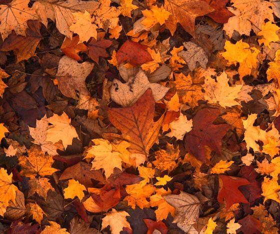 Leave the leaves: Derfor skal du lade bladene ligge