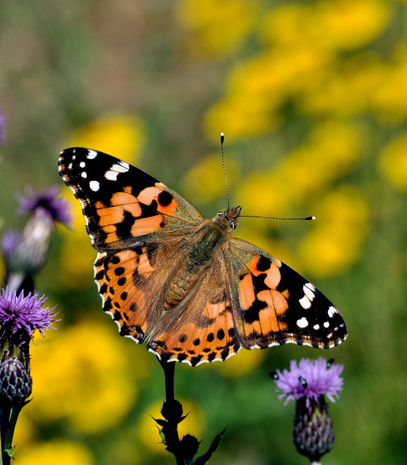En tidelsommerfugl der sidder på en blomst med vingerne spredt ud