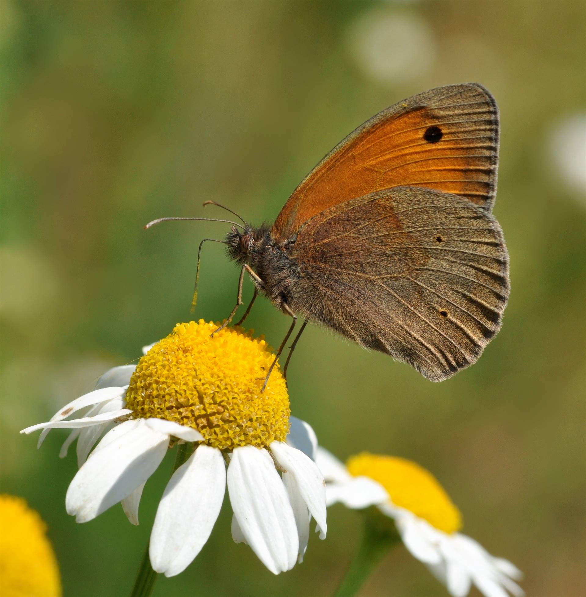En grædrandøje han som sidder på en blomst med vingens underside synligt