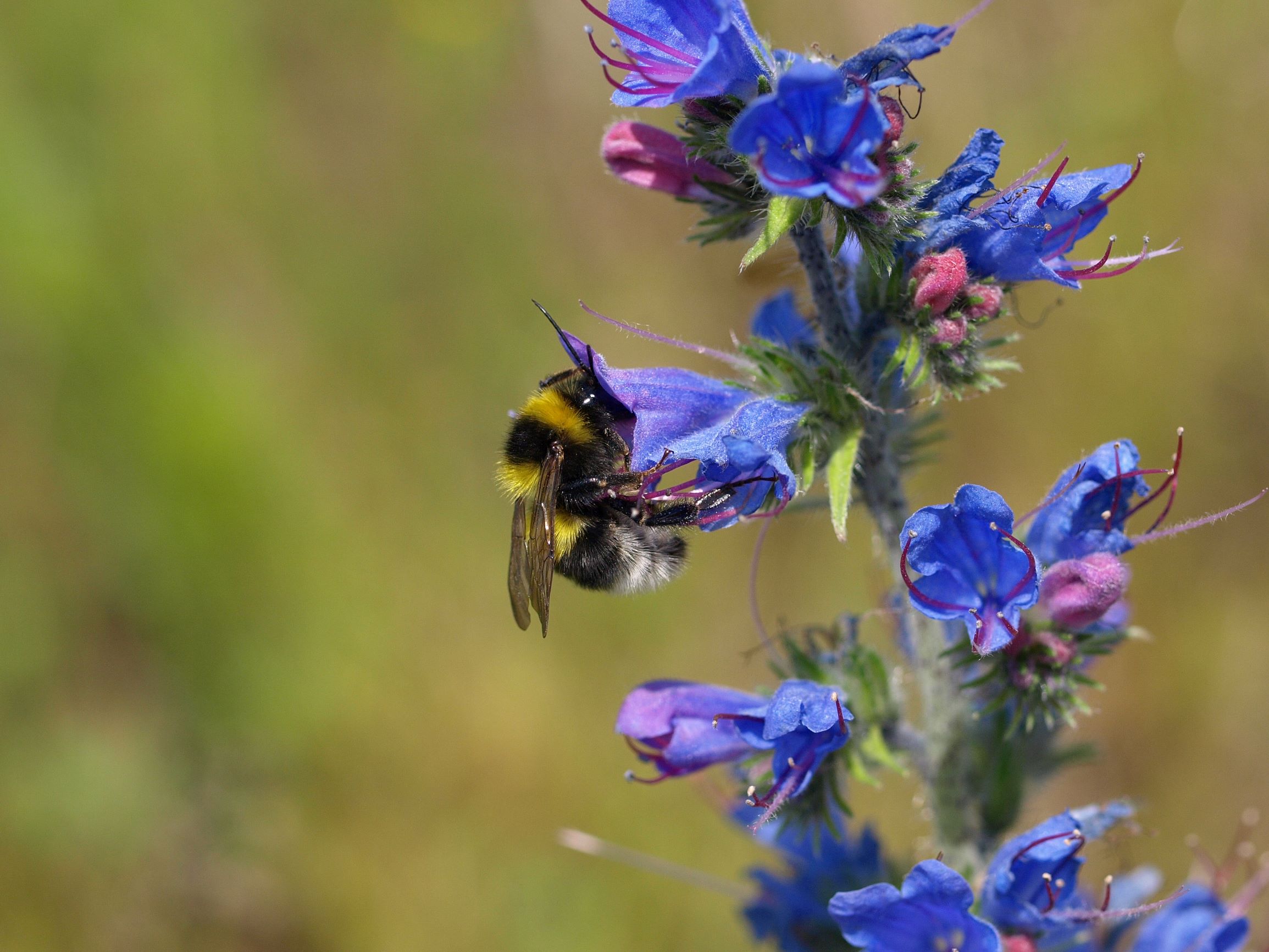 Mød de mest almindelige humlebier - Danmarks