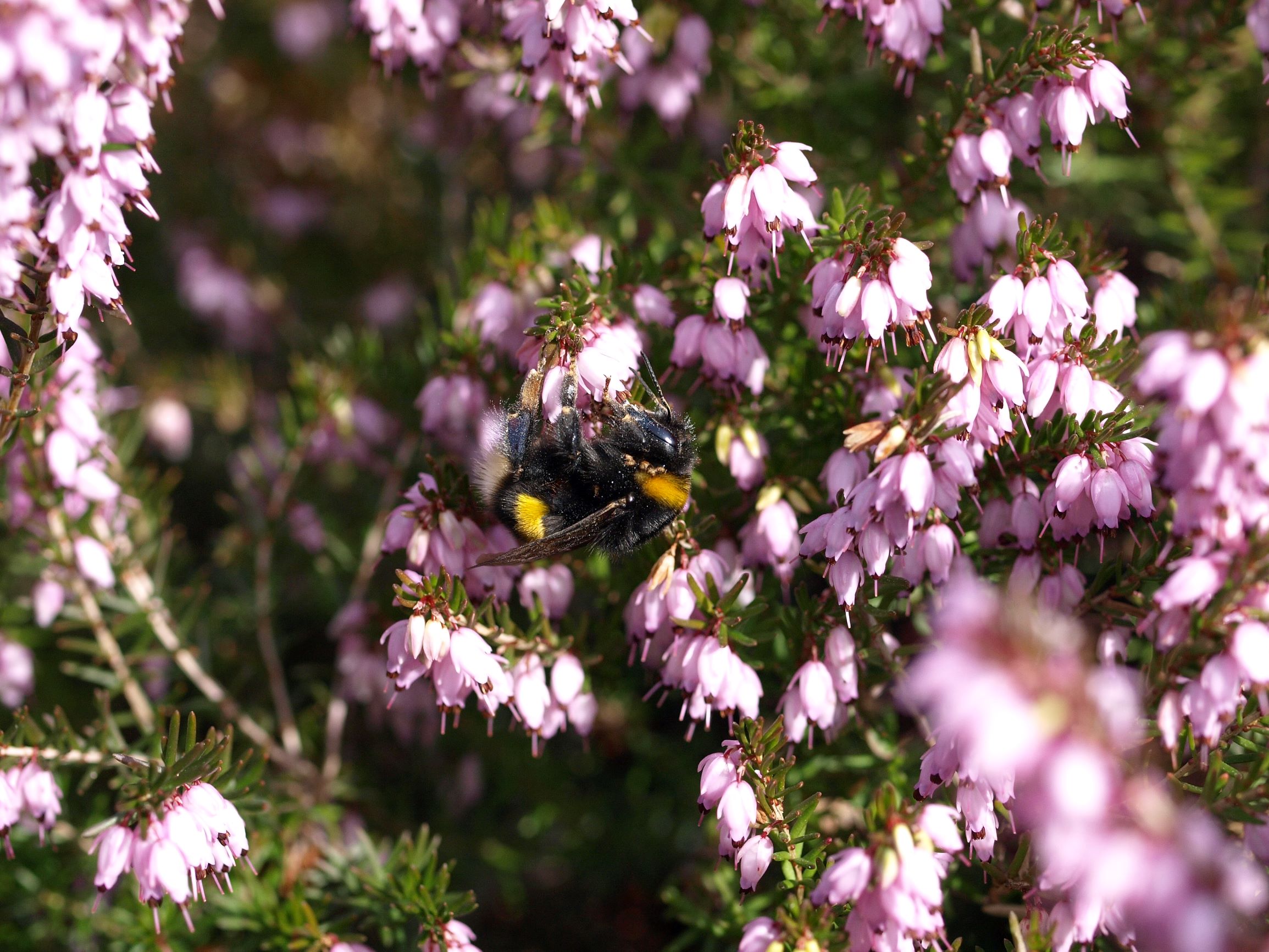 Mød de mest almindelige humlebier - Danmarks