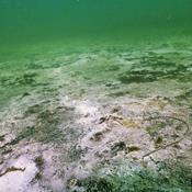 Godt nyt for havet: Ekstra forurening med kvælstof stoppes