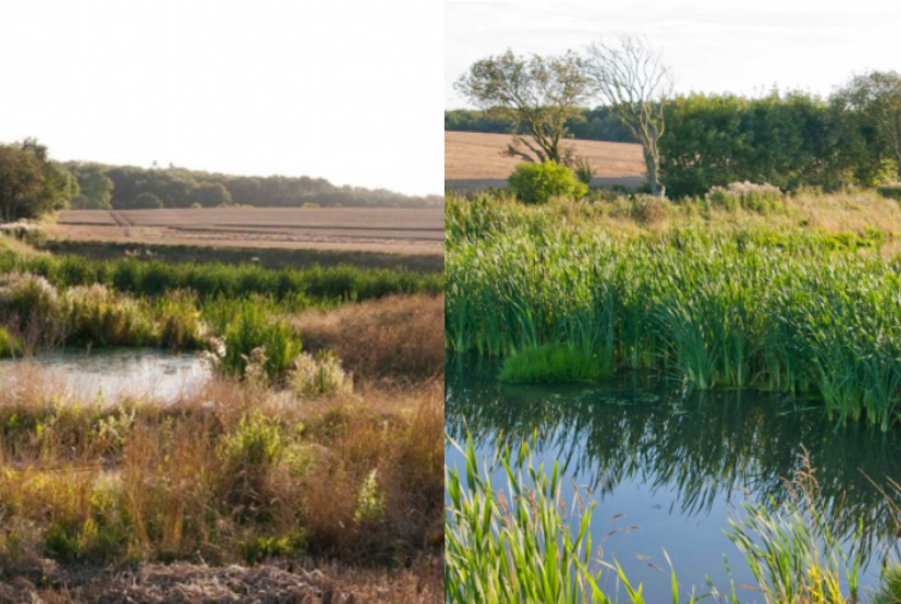 Landbrugets grønne 'quick fix' spærrer for ægte natur