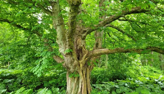 1) Vælg danske træer og buske