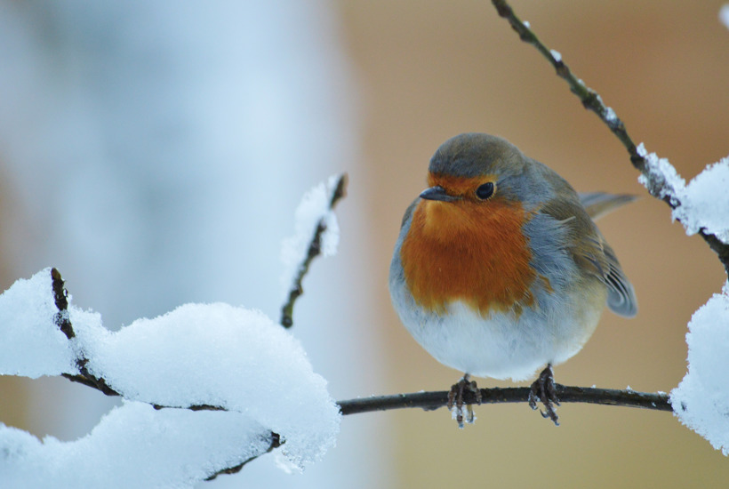 6 gode råd: Sådan hjælper du havens dyr gennem vinteren