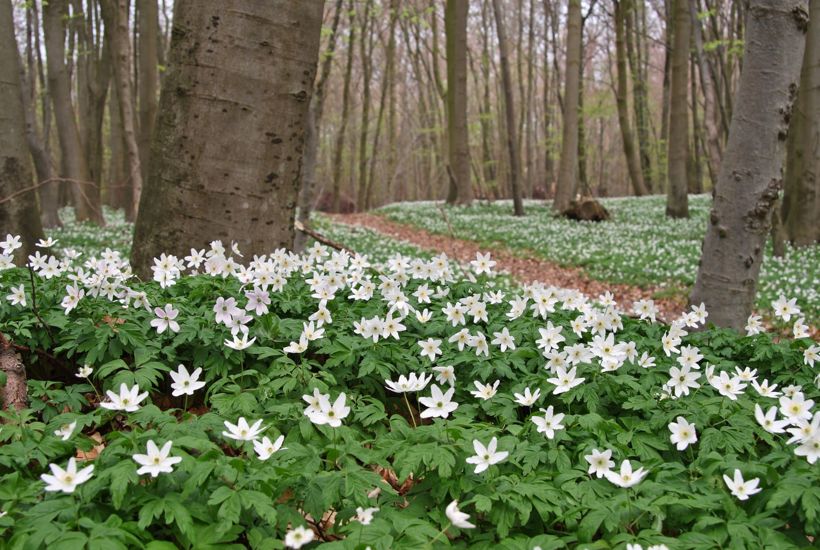 Vinteren er snart forbi - om lidt ser naturen sådan her ud