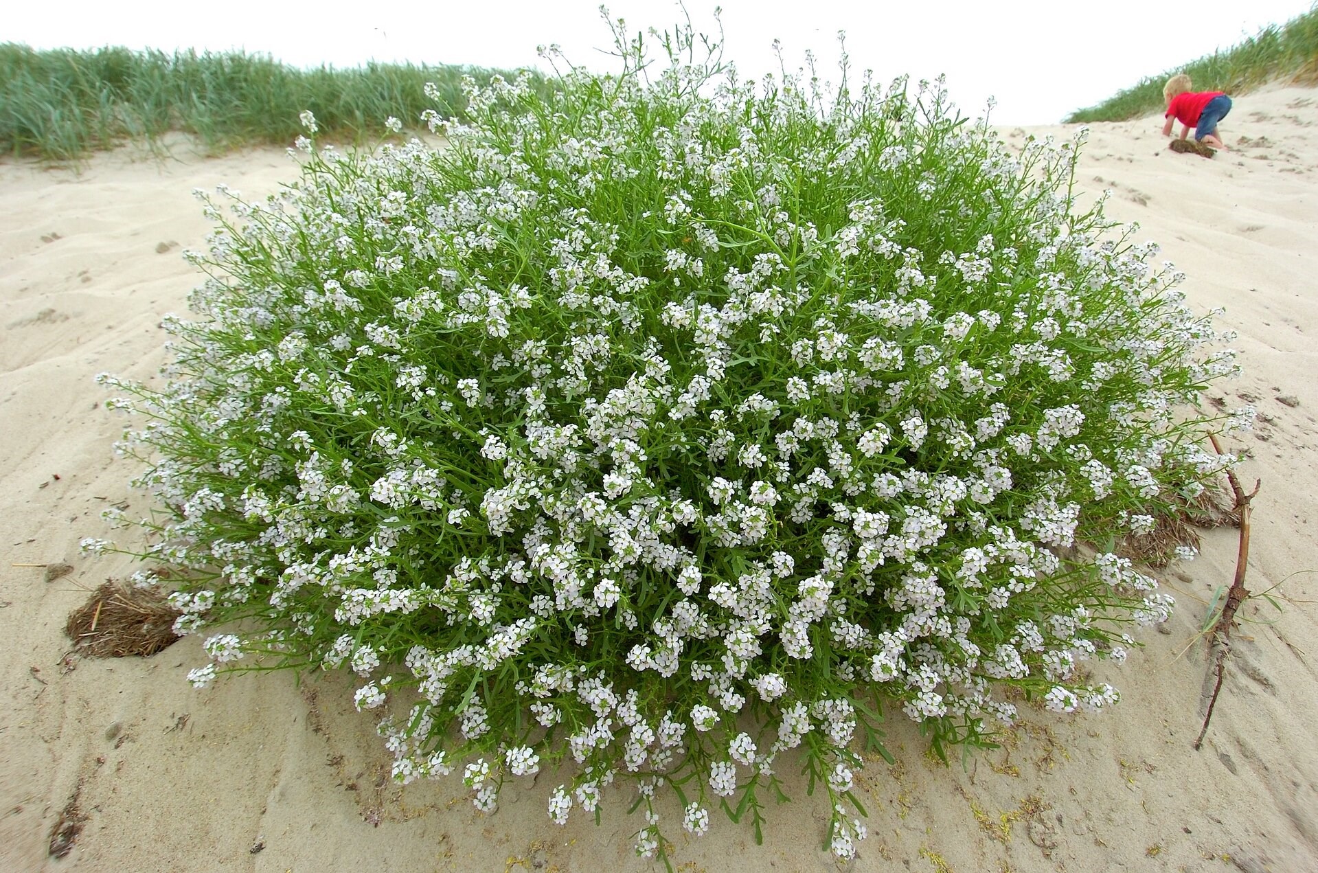 Strandsennep