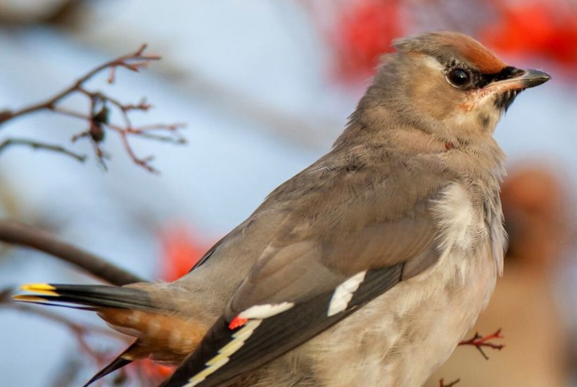 De farvestrålende vintergæster: Nu kommer silkehalerne