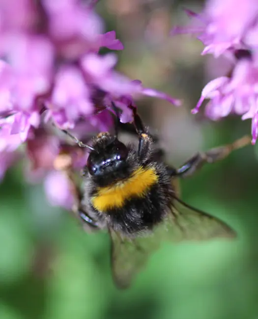 Lad jordhumlen bestøve din have