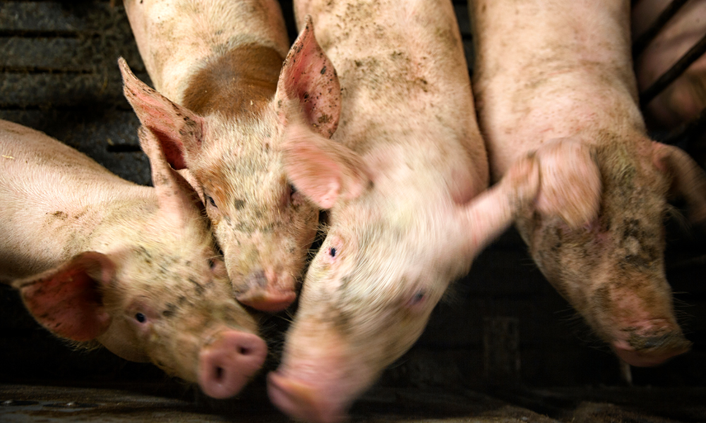 Hver fjerde smågris overlever ikke vilkårene i stalden: 5 vilde fakta om den danske produktion af dyr  