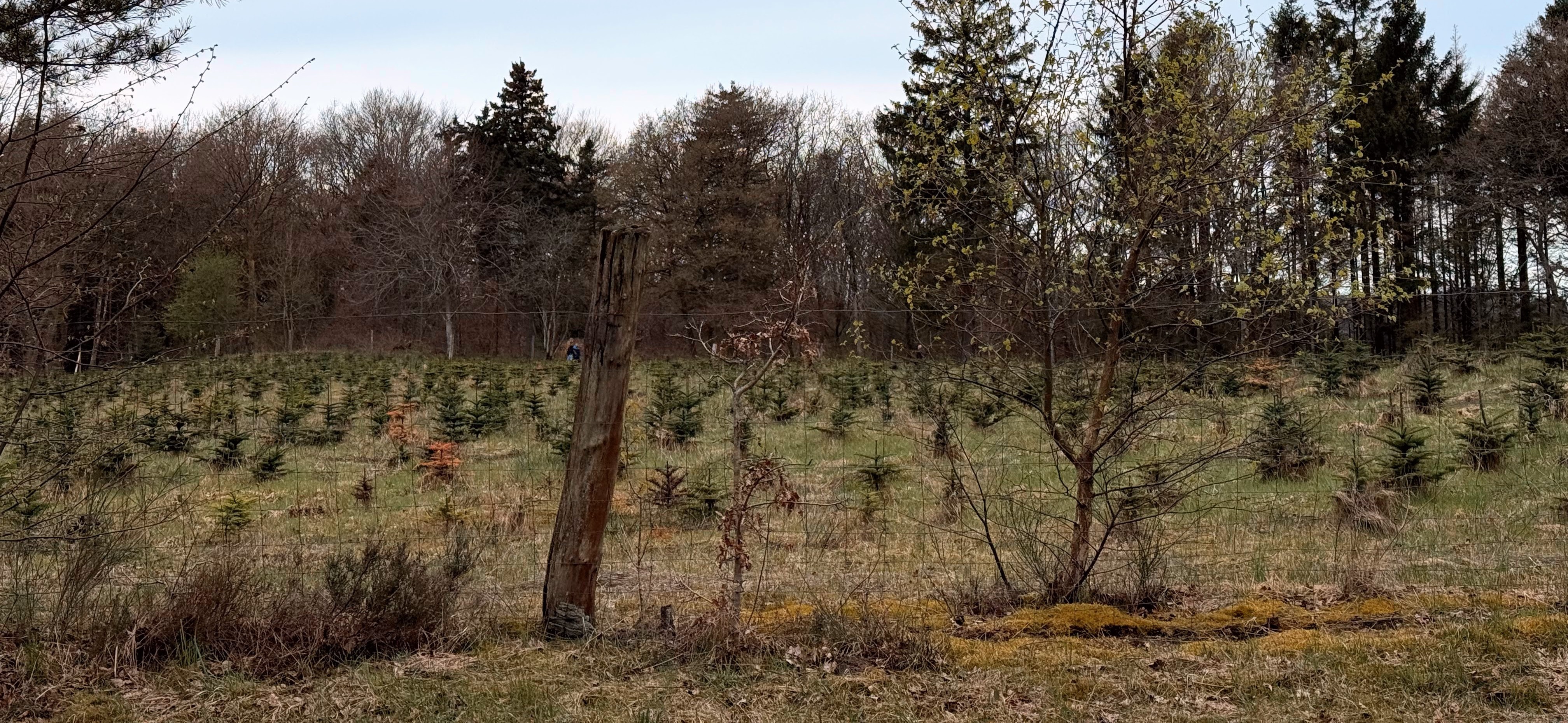 Danske produktionsskove er gennemskåret af hegn  