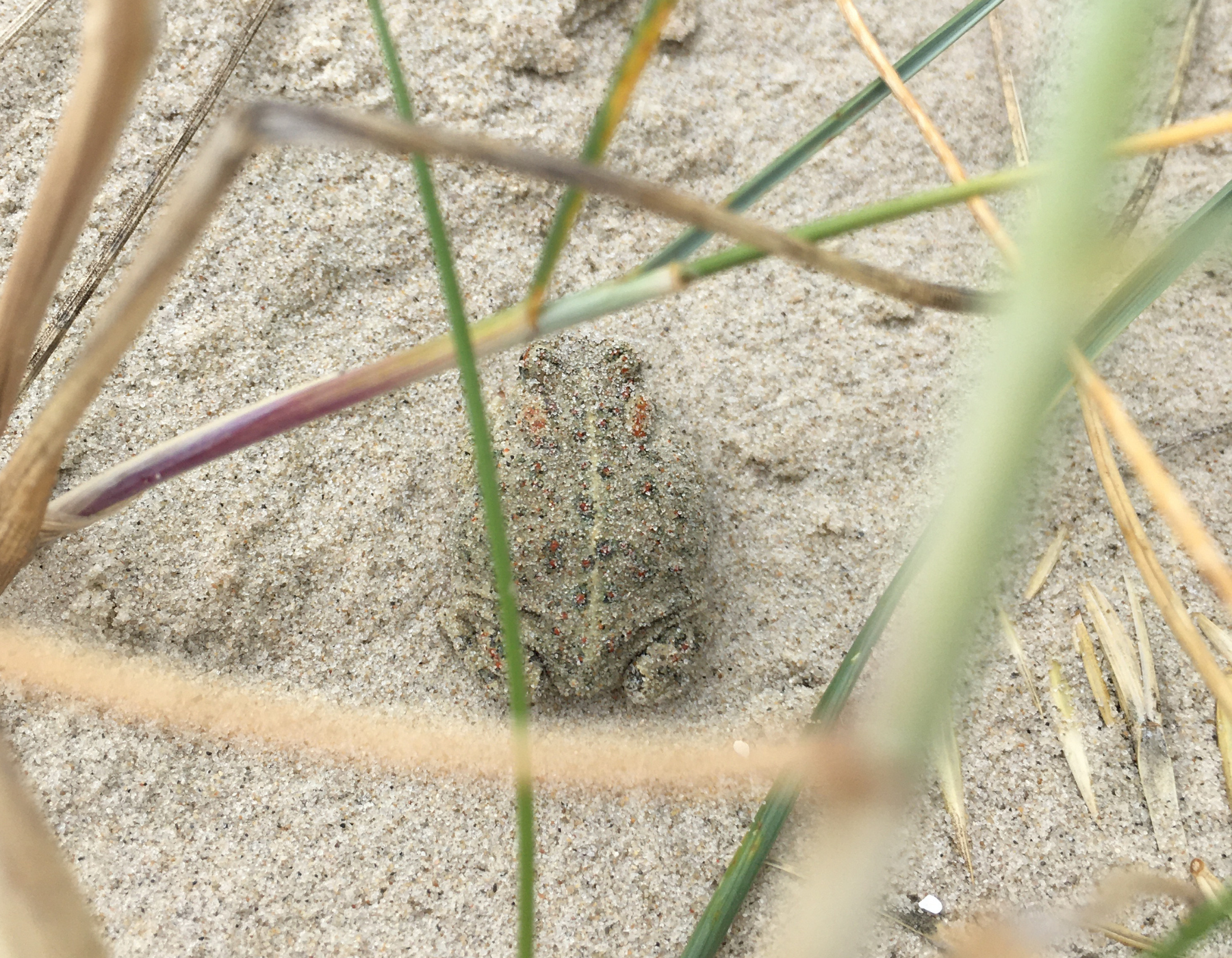 Strandtudsen 