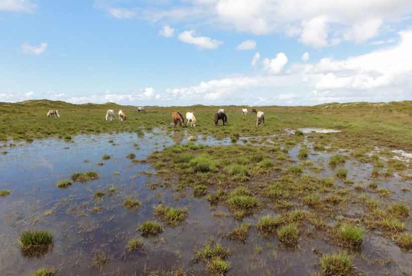 Nu udpeges seks store naturområder – sådan får naturen mere plads