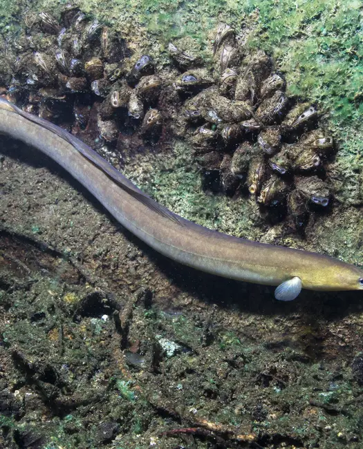 Ålen er rødlistet ligesom orangutangen og Sumatratigeren